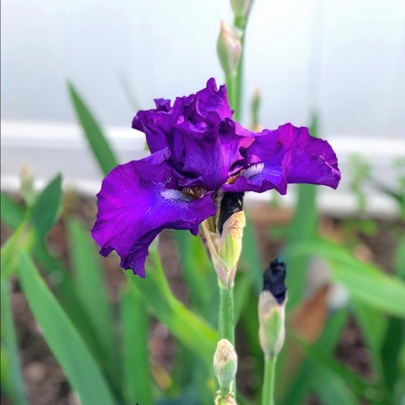 Welcome to Shopohs’ closet - Picture 2 of 2